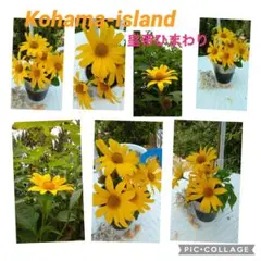 沖縄小浜島産皇帝ひまわりカット苗木４〜6本