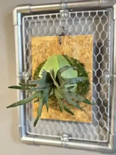 メルカリ便P.willinckii ’Jade Girl’ spore 1705 メルカリ便P.willinckii 'Jade Girl' spore 1705 メルカリ便P