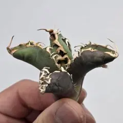 2026年最新】妖炎の人気アイテム - メルカリ