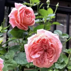 バラ苗 薔薇 さし木苗 中輪 強香 四季咲き 匿名発送 - メルカリ