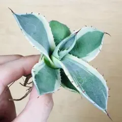 2026年最新】トランカータ 斑入りの人気アイテム - メルカリ