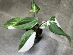 45 フィロデンドロン　グロリオーサム　斑入り　激レア　極美株　極斑　最高な一株 レア❣️ 1株のみ❣️ フィロデンドロン・グロリオーサム 斑入り