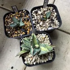 アガベ 鬼爪　OSP株　親株　子株　オテロイ アガベ チタノタ 鬼爪 子株 OSP産 発根済み オテロイ シーザー