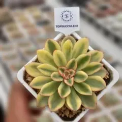 Top【選抜株】多肉植物　360827メキシコ　プリドニス　35個　鉢無し/脱土 Top【選抜株】多肉植物 362478メキシコプリドニス 35個 鉢無し/脱土