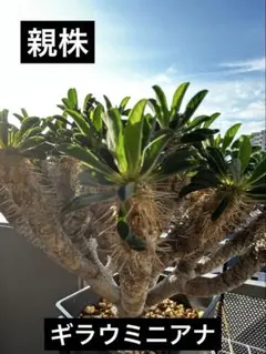 ユーフォルビア ギラウミニアナ 実生株 eg129 【鉢ごとメルカリ便