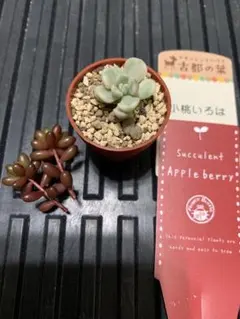 2026年最新】アップルベリー 多肉の人気アイテム - メルカリ