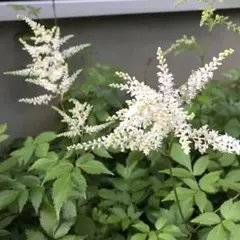 uepon様 リクエスト 2点 まとめ商品