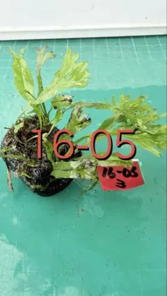 セファロタス ビッグボーイ(Big Boy)② 食虫植物 【匿名配送】 - メルカリ