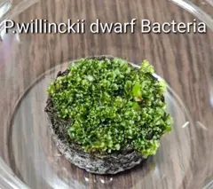 2025年最新】ビカクシダ バクテリアの人気アイテム - メルカリ