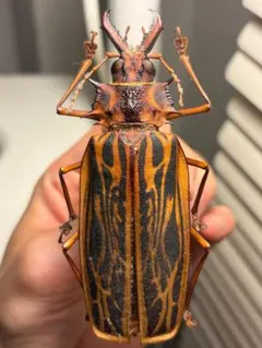 開翅163mm】オオキバウスバカミキリ 標本 Macrodontia - メルカリ