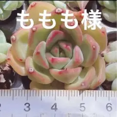 ももも様 リクエスト 3点 まとめ商品