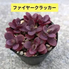 ひーちゃん様 リクエスト 2点 まとめ商品