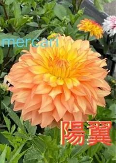 バギー様 リクエスト 2点 まとめ商品