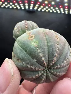 【ユーフォルビア_オベサ】オベサ 群生 37