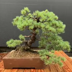 m84現物発送 五葉松苗 銀葉チャボ 接木 - メルカリ