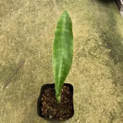 サンスベリア sp. Mafinga variegated B - メルカリ