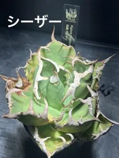 2025年最新】アガベ チタノタ シーザーの人気アイテム - メルカリ