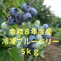☆令和8年 冷凍ブルーベリー☆農薬不使用 5㌔ - メルカリ