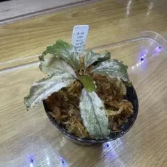 食*家様 ブセファランドラ Bucephalandra Pipto Varieg 食*家様 ブセファランドラ Bucephalandra Pipto Varieg - メルカリ