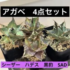 2026年最新】アガベ シーザーの人気アイテム - メルカリ
