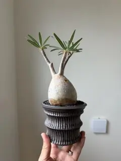 パキポディウム グラキリス 塊根植物 コーデックスのサムネイル