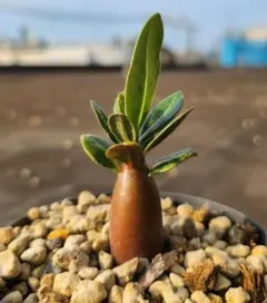 アデニウム アラビカム 実生 塊根植物 コーデックスのサムネイル
