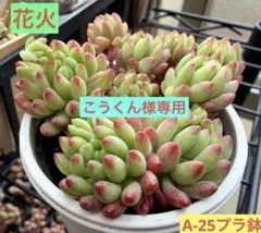 こうくん様専用　花火　16日発送予定　ランダム発送