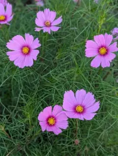 コスモスの種ミックス　コスモス　100粒 　花の苗　花の種