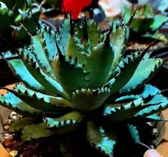 2025年最新】甲蟹 屈原の人気アイテム - メルカリ