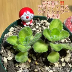 アロマティカス ライムシャワー G対策に‼️ 抜き苗 根付き 2本 かえる