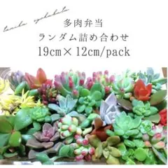 多肉植物 ランダム詰め合わせ 19cm x 12cm
