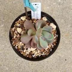 2025年最新】チェリーボンボン多肉の人気アイテム - メルカリ