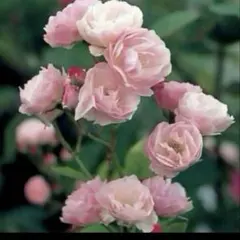 ももかん様 リクエスト 2点 まとめ商品