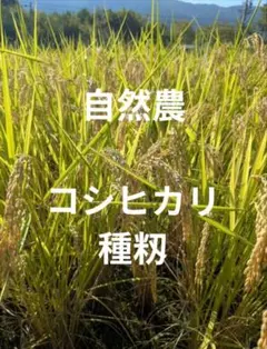 コシヒカリ苗 水稲苗 稲苗 田植え苗 稲作 米作り - メルカリ