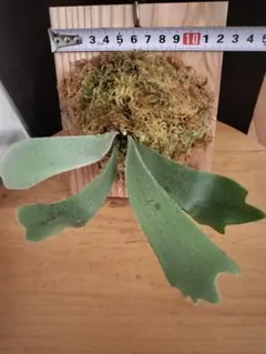 2025年最新】cotton cloud ビカクシダの人気アイテム - メルカリ