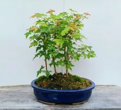 唐楓◇トウカエデ◇盆栽◇鉢付◇寄せ植え◇約35cmのサムネイル