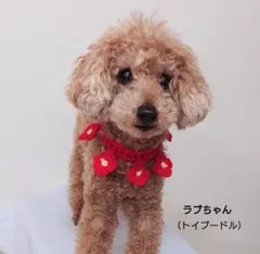ハンドメイド　手編み　お花のペットチョーカー（レッド）