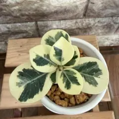 専用出品　　斑入りガジュマル、二箇所接木、丸鉢 専用出品 斑入りガジュマル、二箇所接木、丸鉢