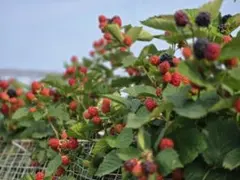 ブラックベリートリプルクラウン取り木苗