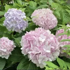 紫陽花 挿し穂2本 - メルカリ