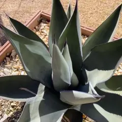 2025年最新】アガベシャークスキンの人気アイテム - メルカリ