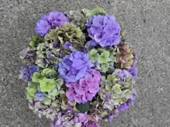 福岡県鬼木様の紫陽花☆筑紫路風 寄せ植えミックス☆14号鉢☆6月5日