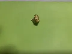 祖父の整理品です
