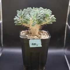 【鉢付】A38 ユーフォルビア ギラウミニアナ 塊根植物