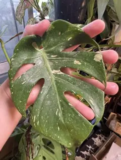 2026年最新】モンステラ コンパクタ 斑入りの人気アイテム - メルカリ