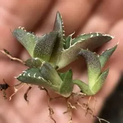 2026年最新】オアハカ オテロイの人気アイテム - メルカリ