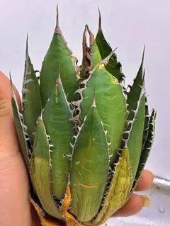 2026年最新】アガベ ホリダ 大株の人気アイテム - メルカリ