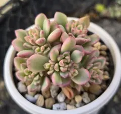 多肉植物　ジョイスタロック錦　群衆株１苗　発根済　セダム　錦　斑入　レア　小さめ