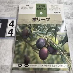 オリーブ
