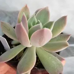 2026年最新】おらいさん苗 ミックスベリアの人気アイテム - メルカリ